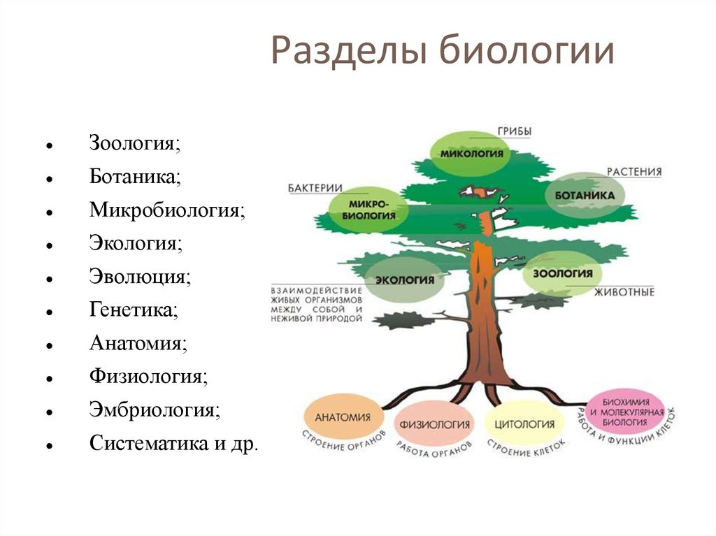 Изображение выглядит как текст, меню